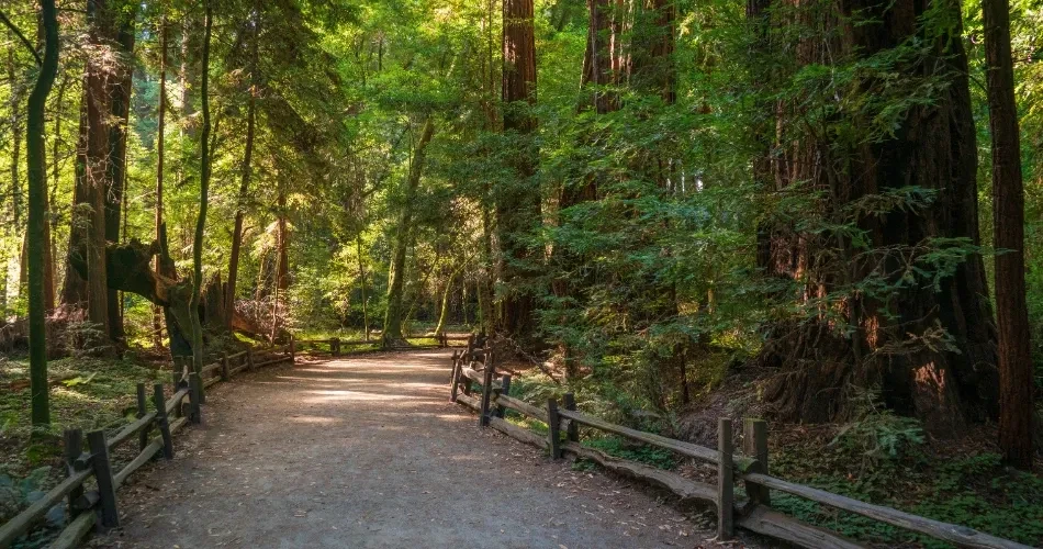 Best Things to Do in Santa Cruz: Beaches, Boardwalk & Hidden Gems